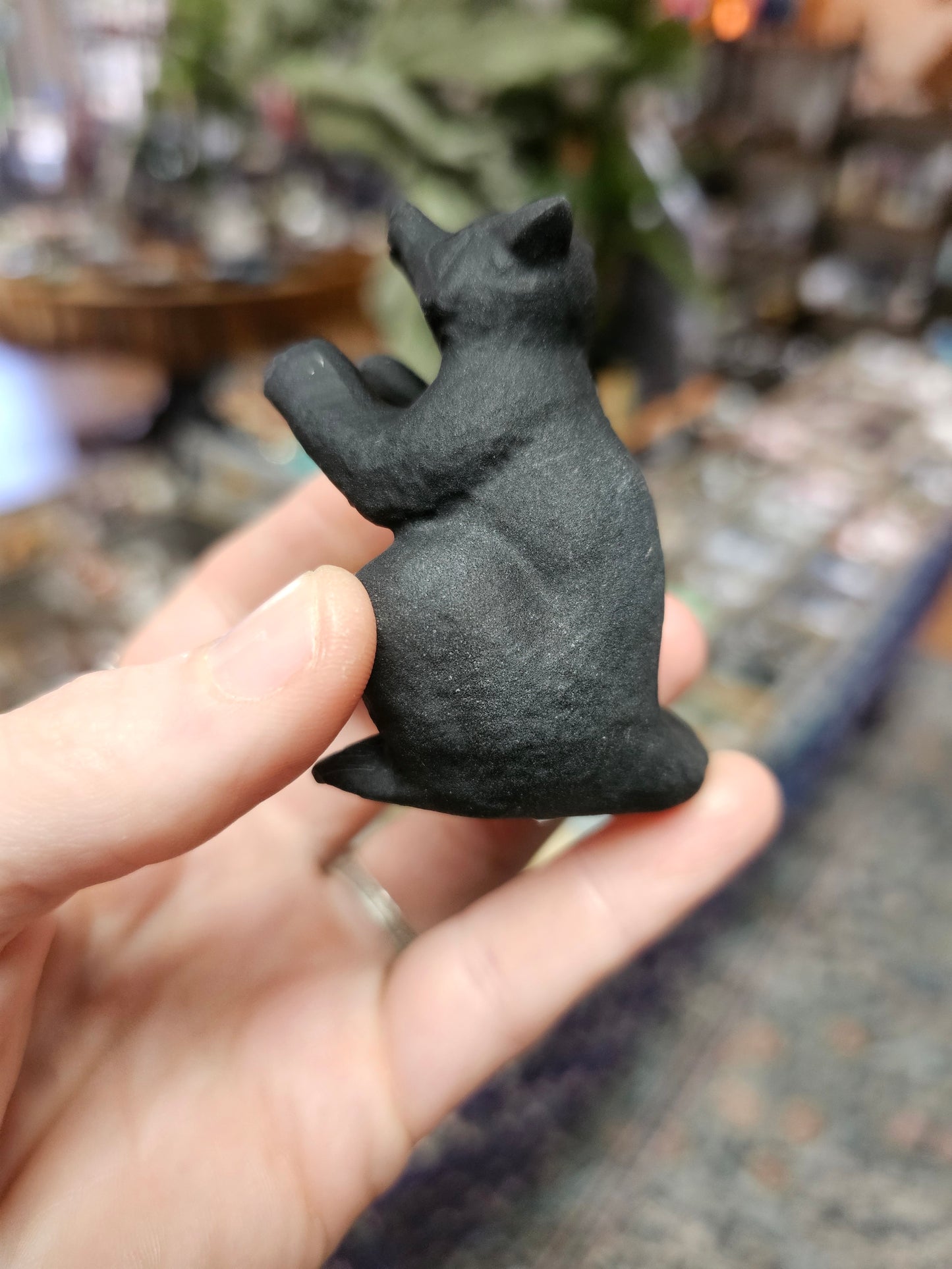 Obsidian Raccoon