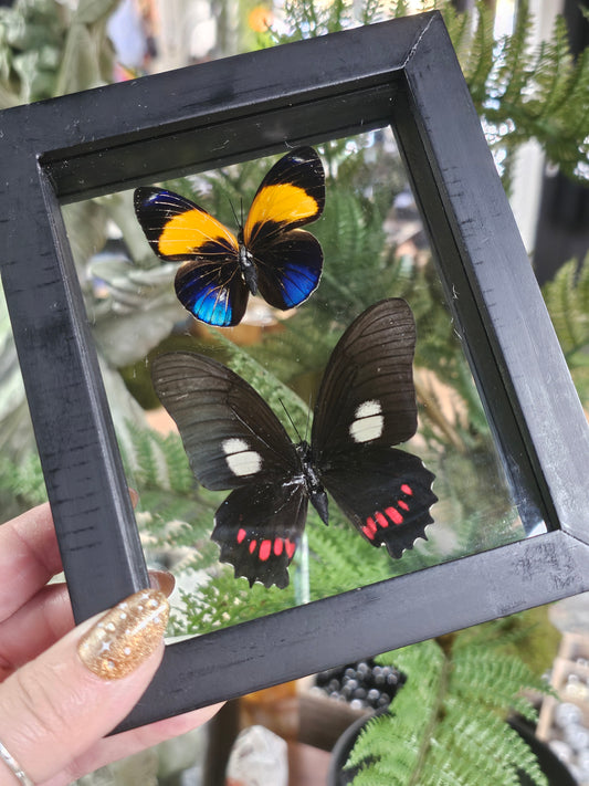 Framed Butterfly Variety