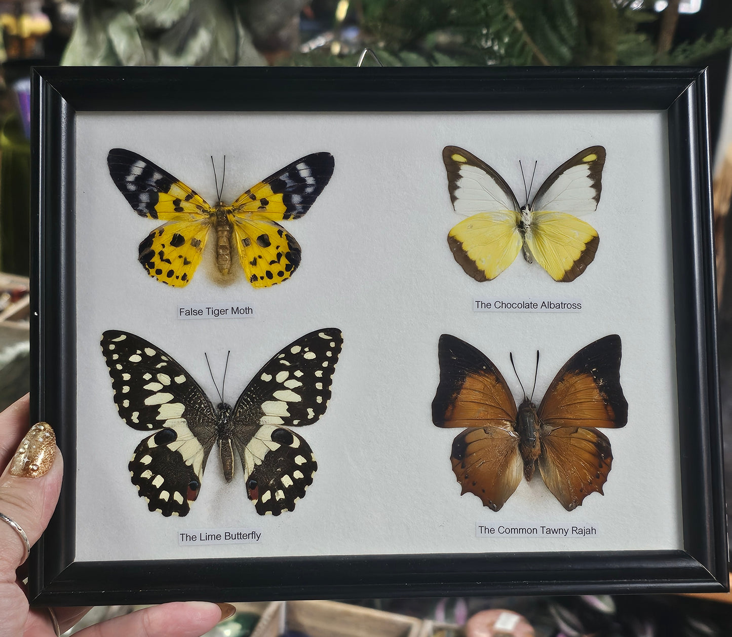Framed Butterfly Variety