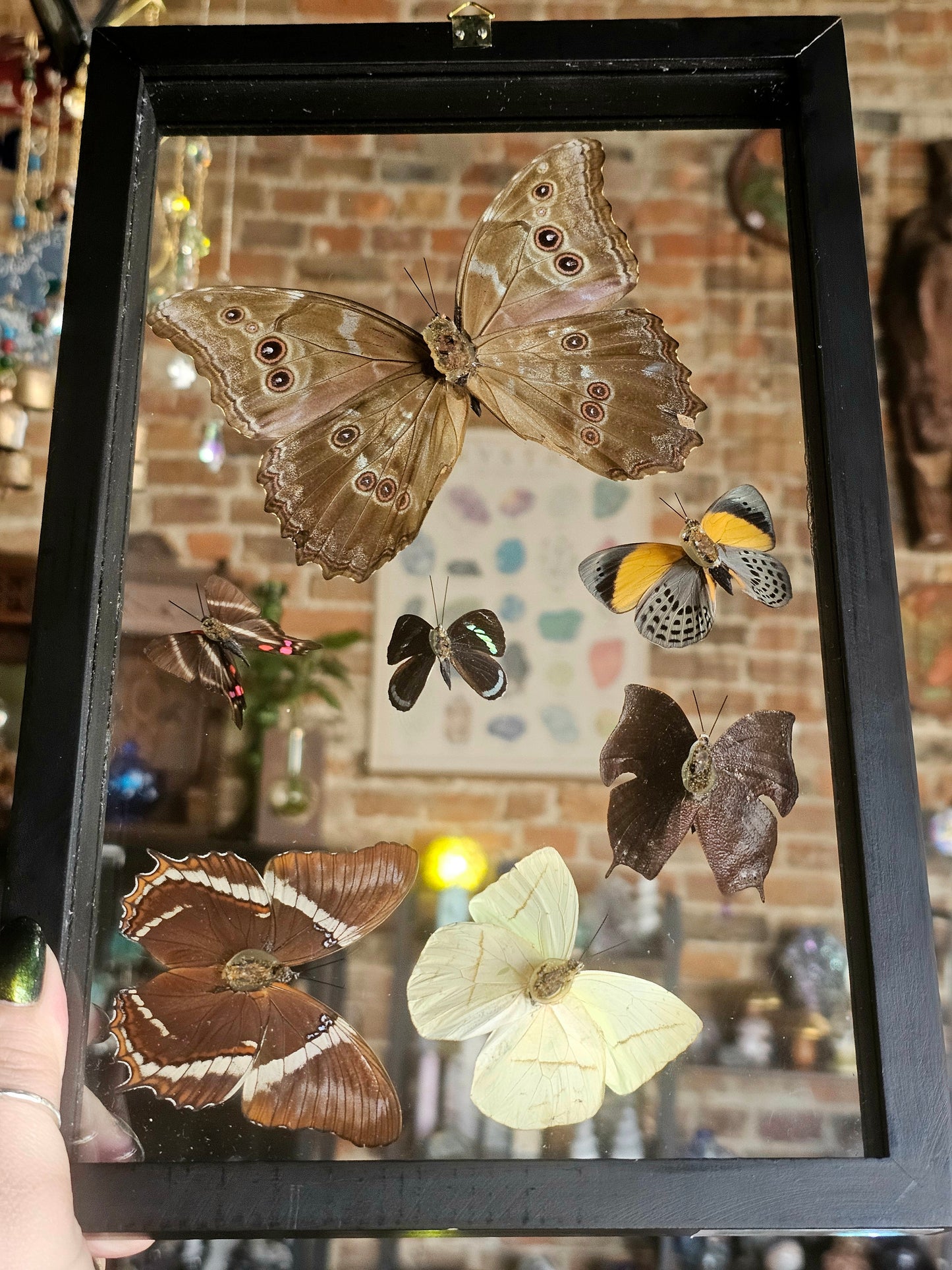 Framed Butterfly Variety