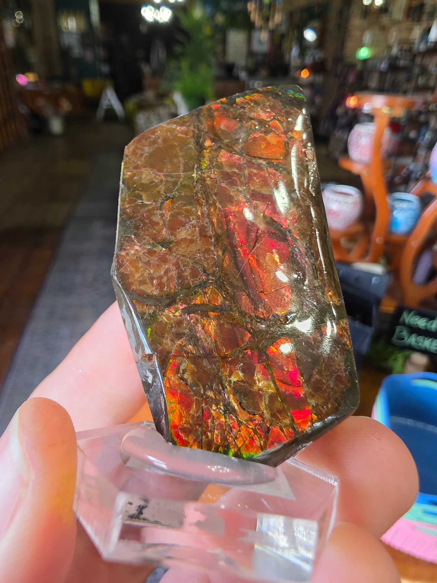 Ammolite
