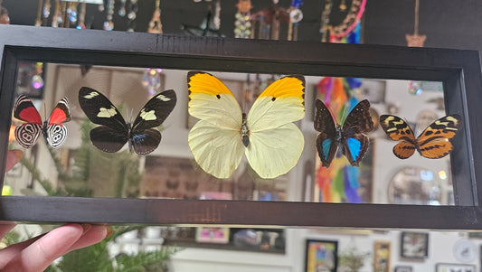 Framed Butterfly Variety