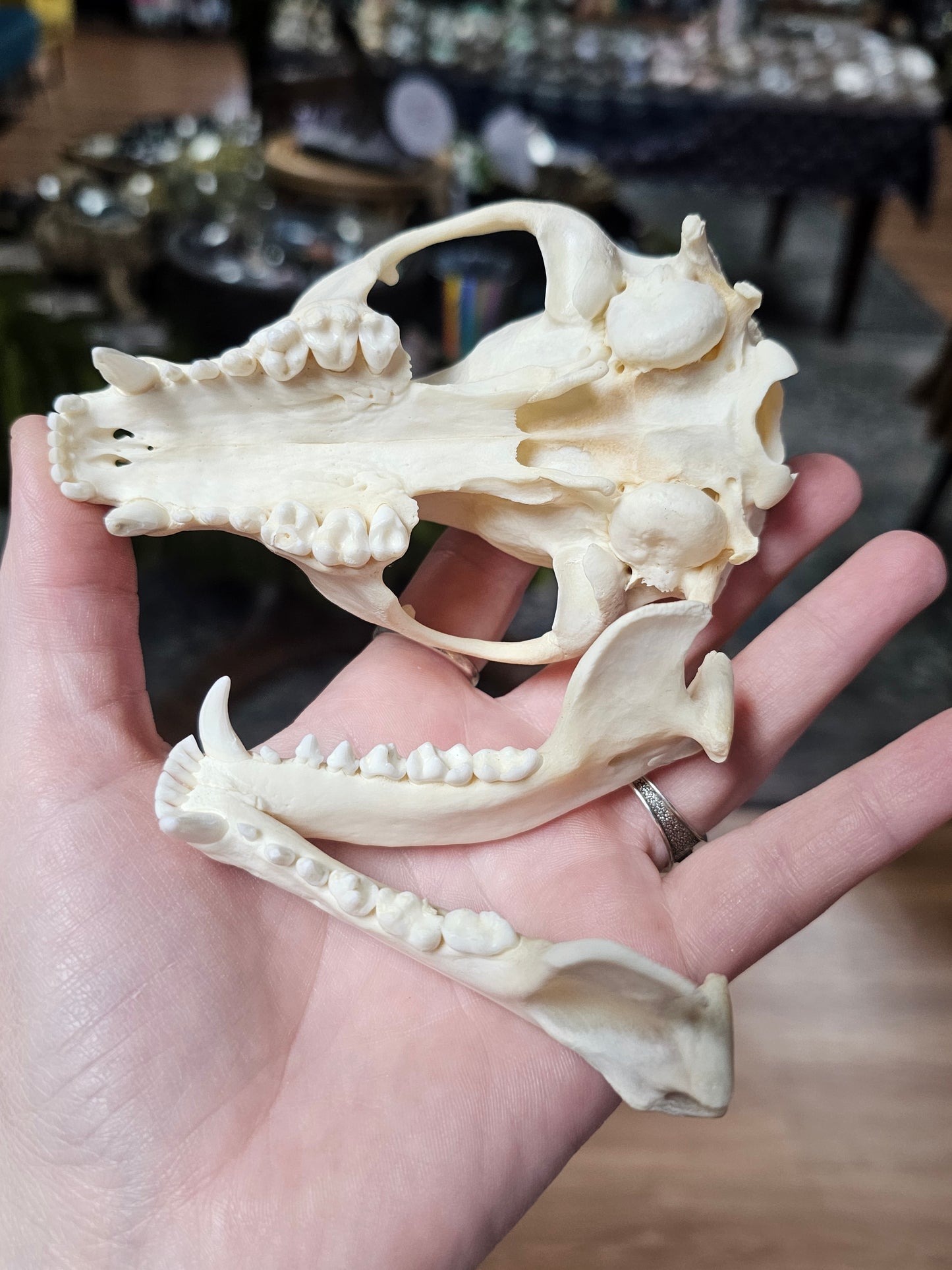 Raccoon Skull Specimen