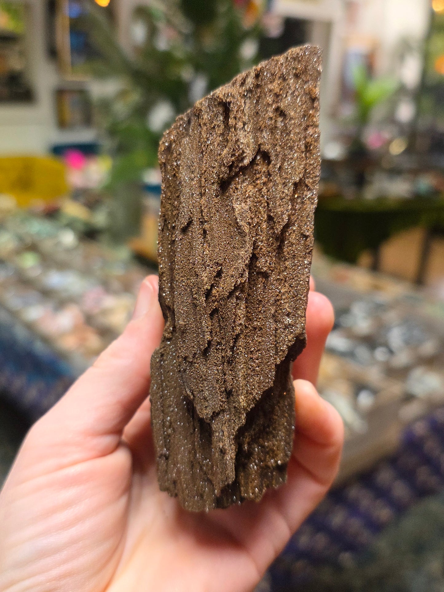 Permineralized Wood