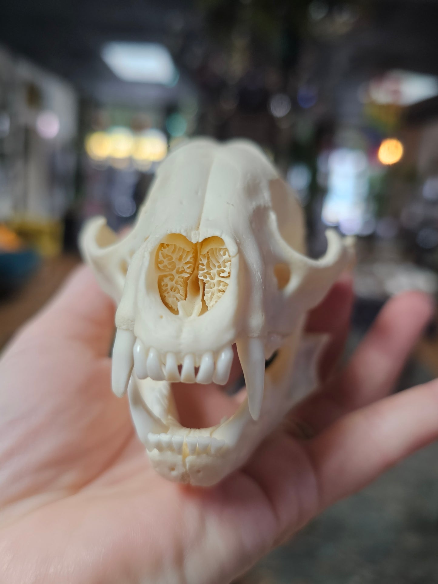 Raccoon Skull Specimen