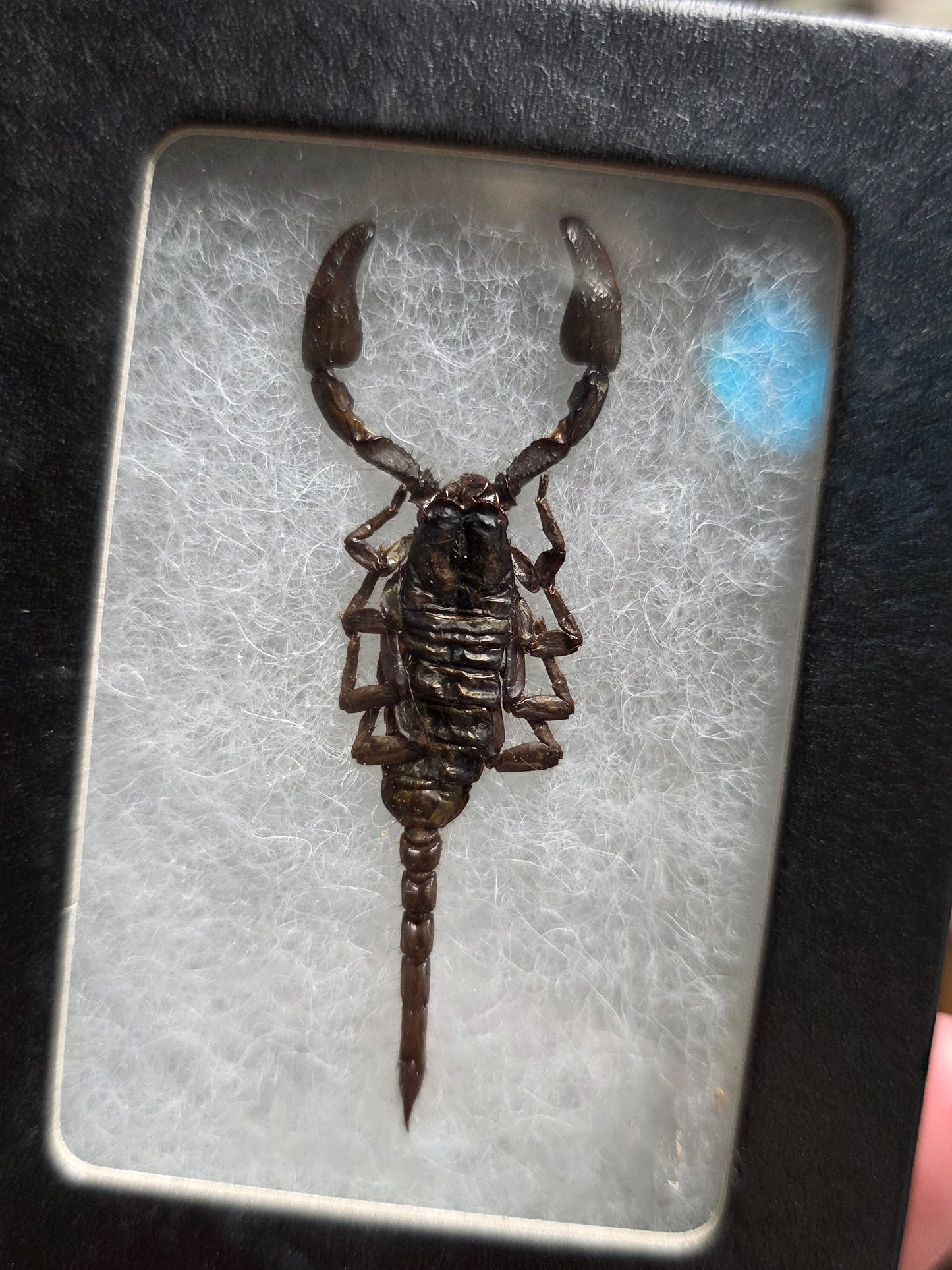 Black Scorpion Specimen