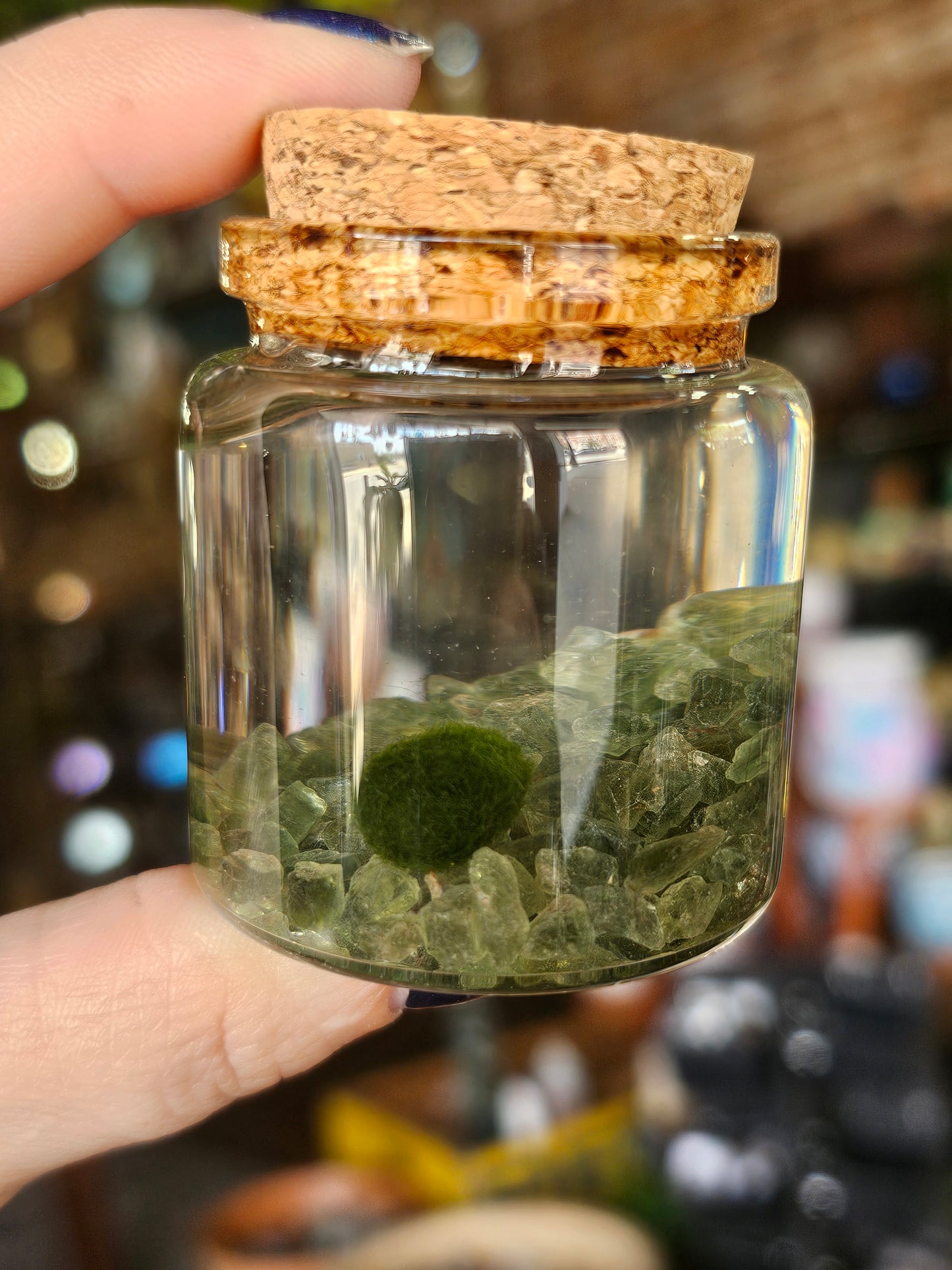 Small Marimo Moss Ball