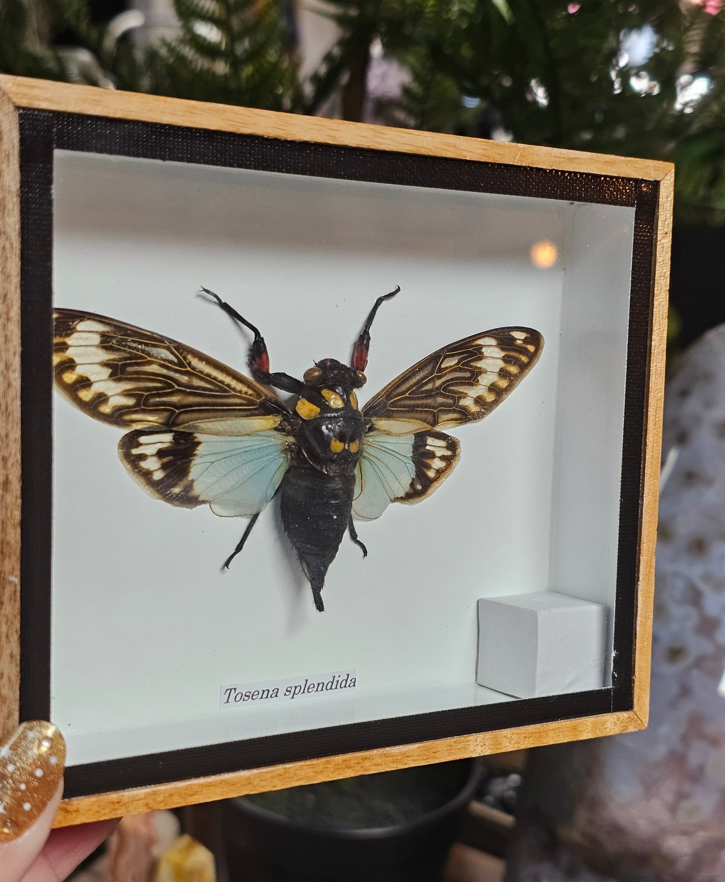 Framed Green Cicada