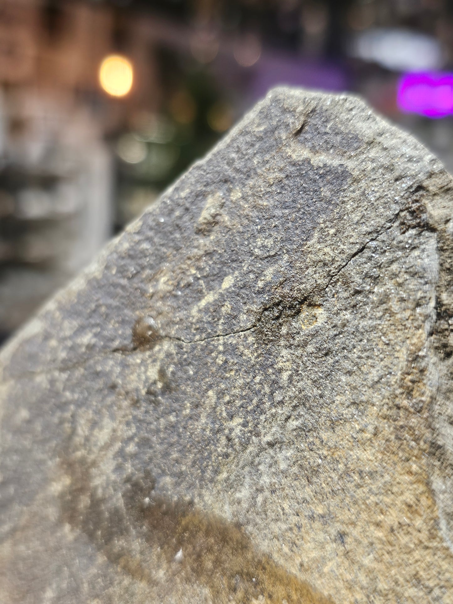 Starfish Fossil