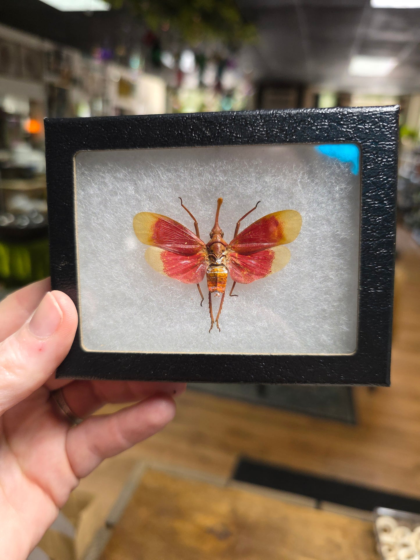 Blood Red Lantern Fly Specimen