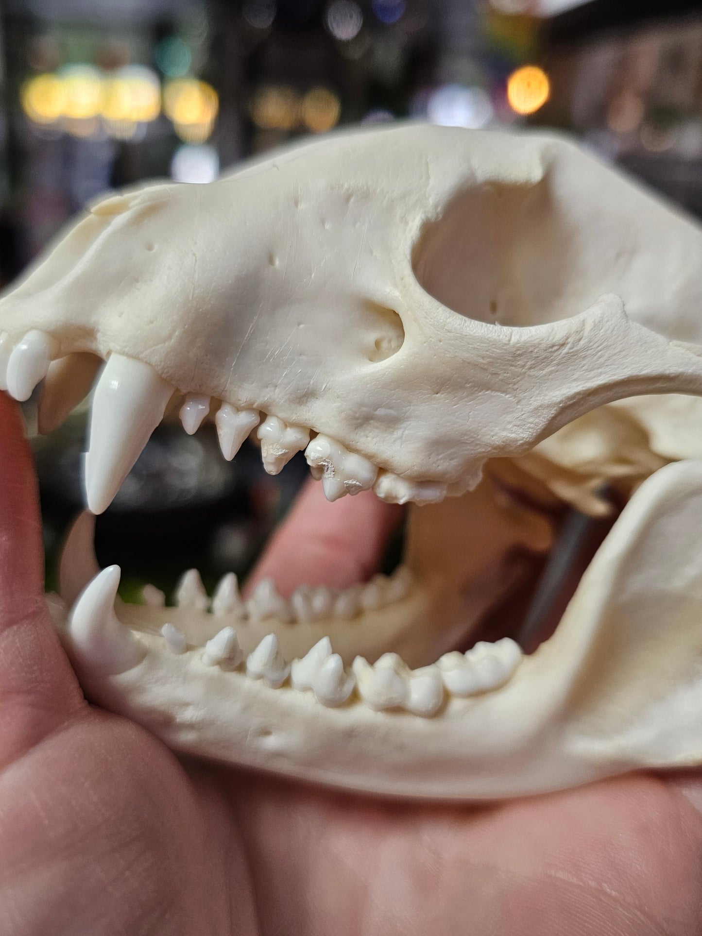 Raccoon Skull Specimen