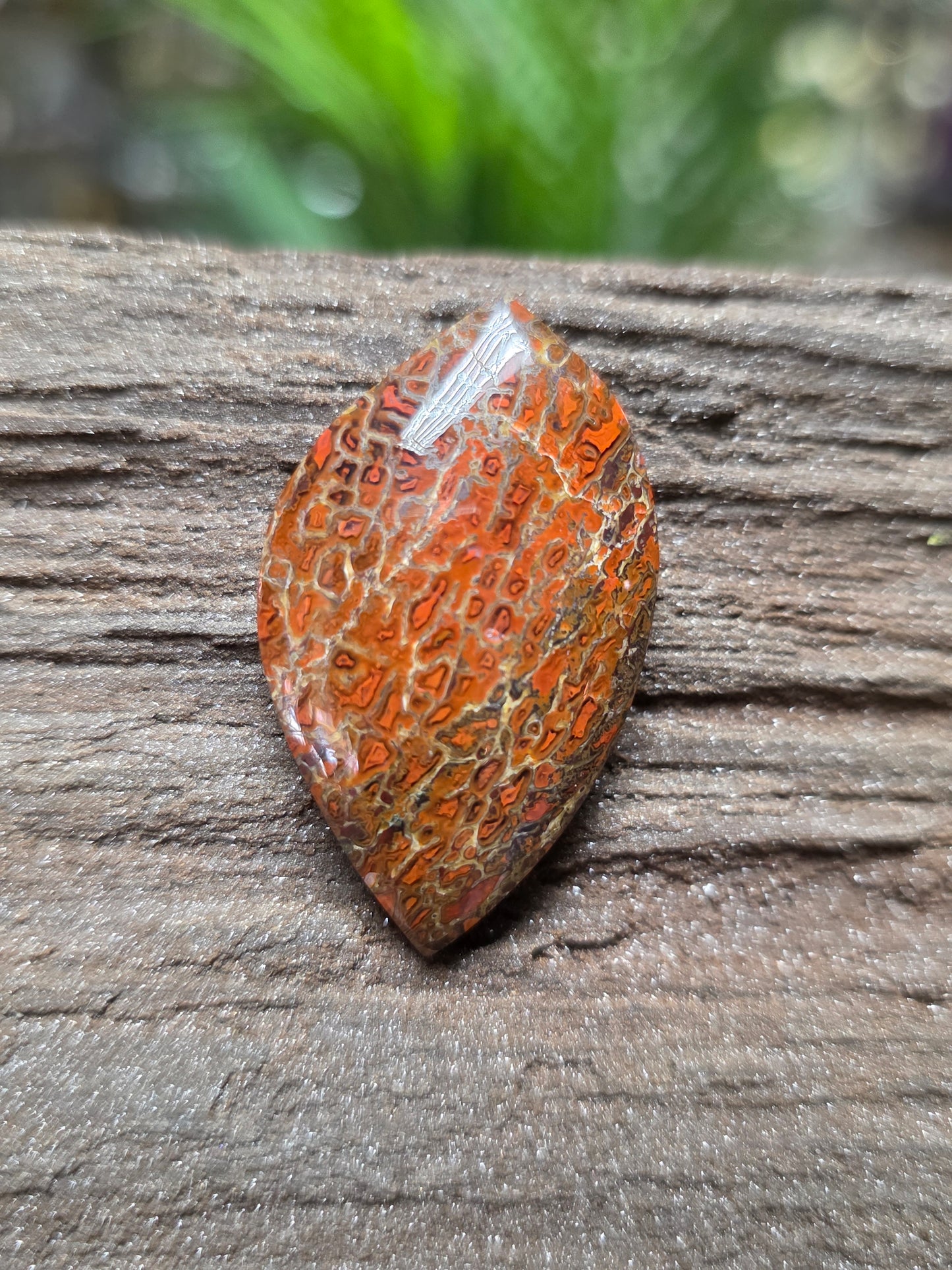 Genuine Dinosaur Gem Bone Cabochon