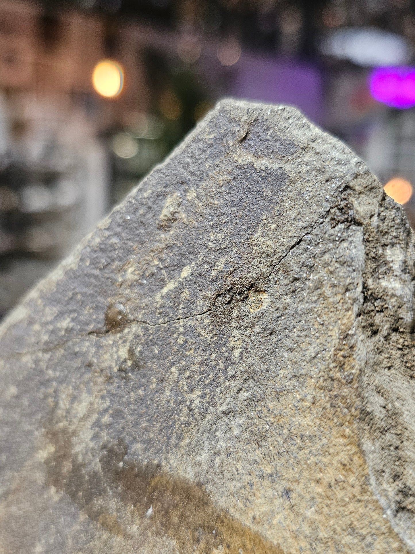 Starfish Fossil