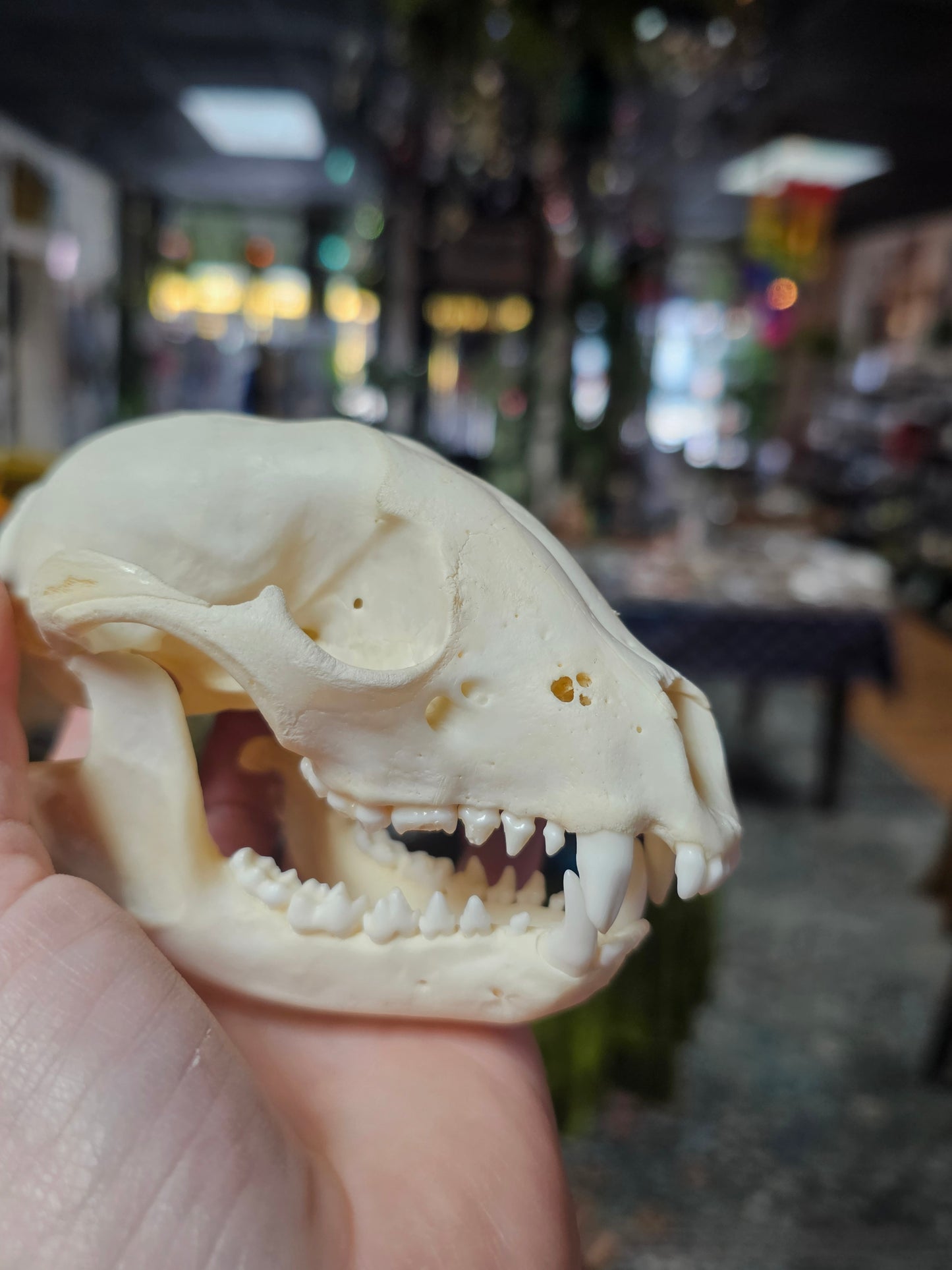 Raccoon Skull Specimen