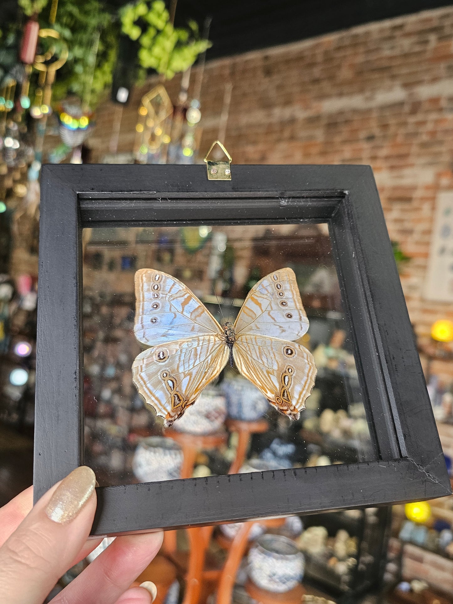 Morpho Sulkowski