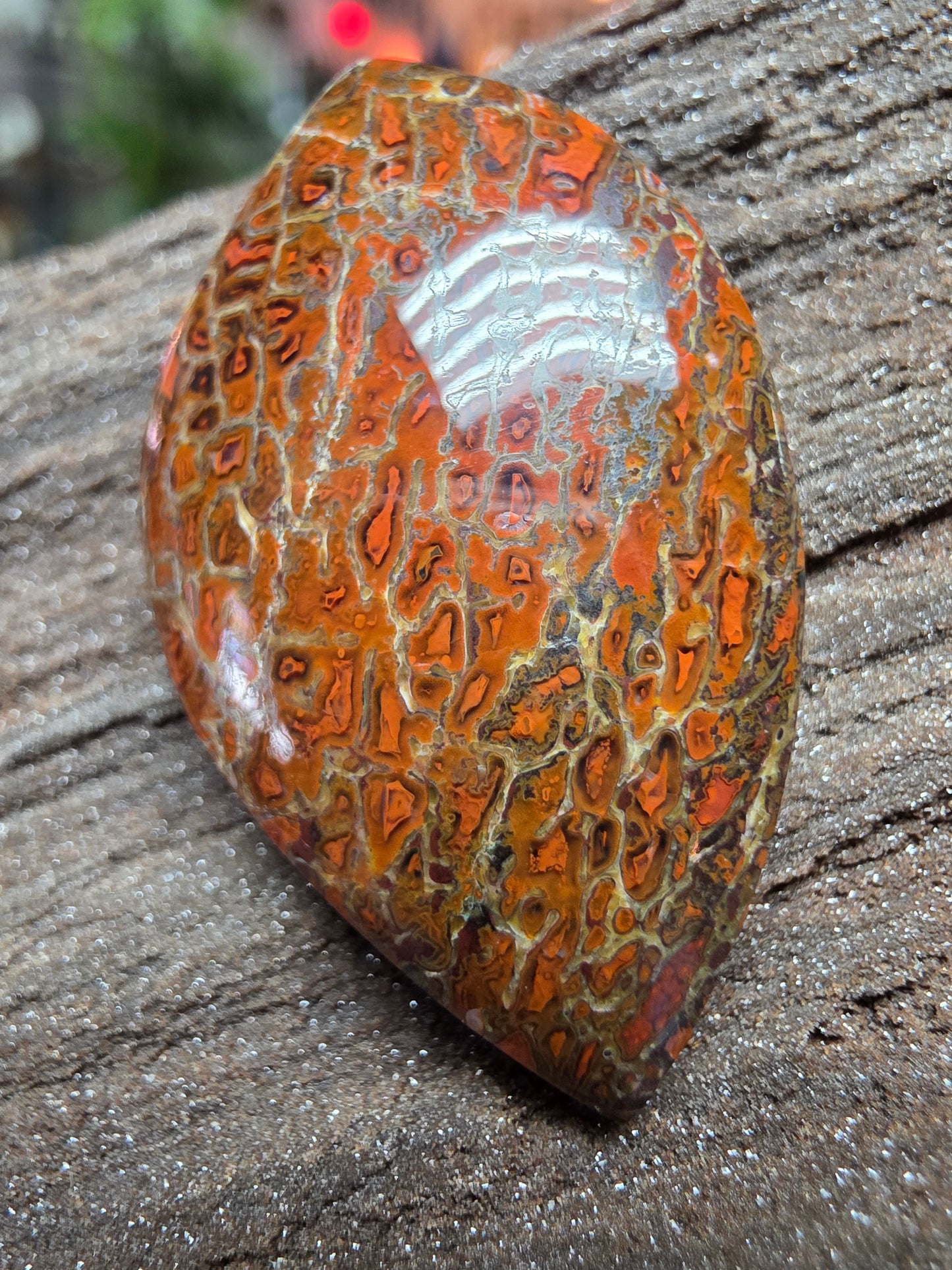 Genuine Dinosaur Gem Bone Cabochon
