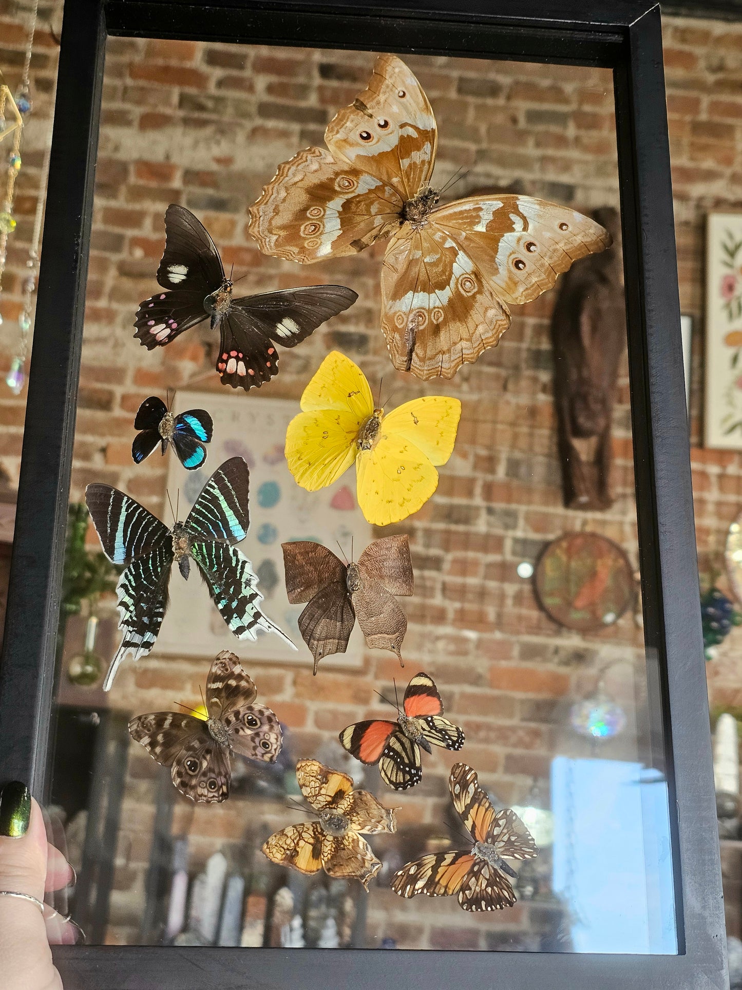 Framed Butterfly Variety