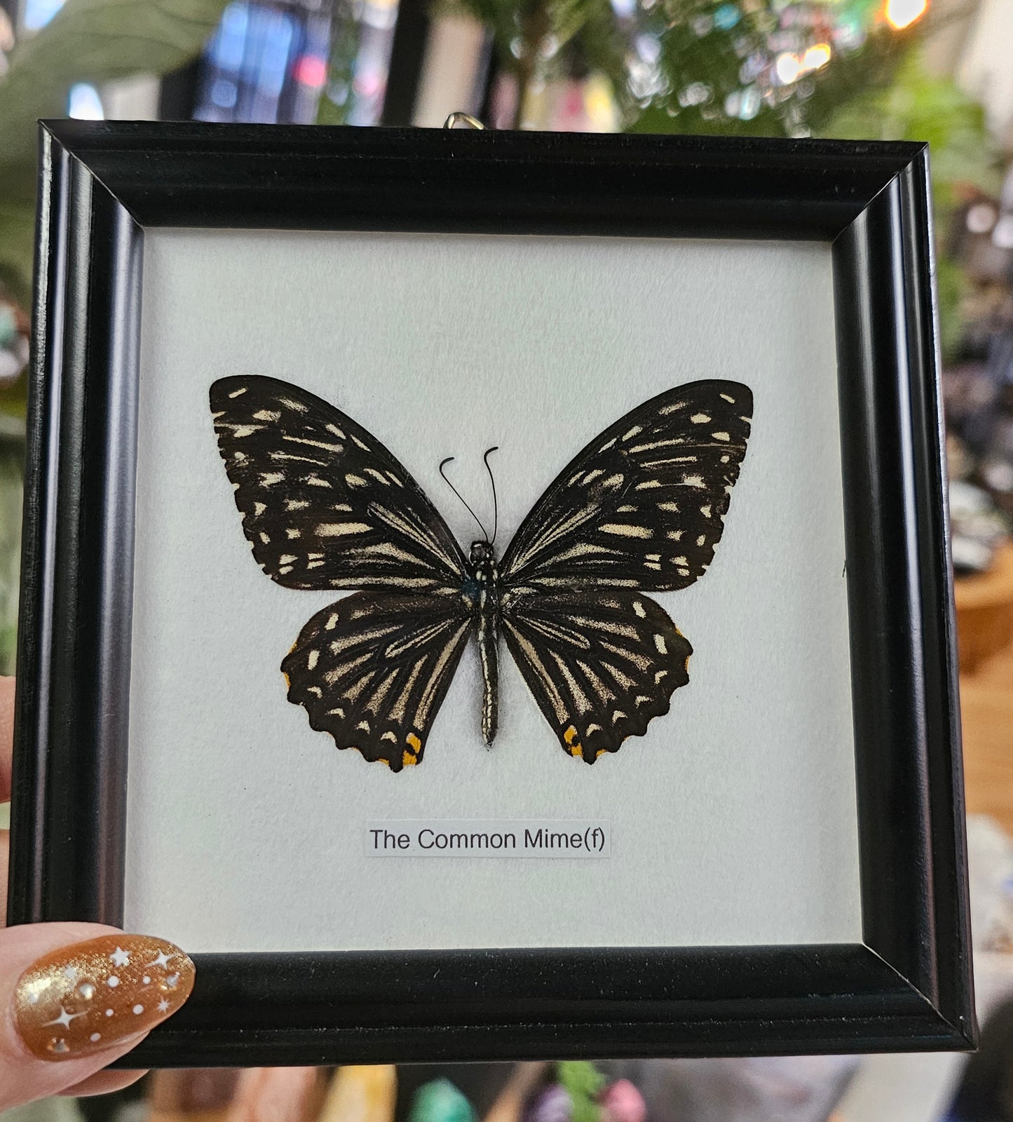 Framed Common Mime (f)