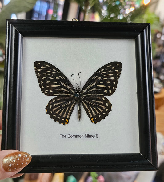 Framed Common Mime (f)