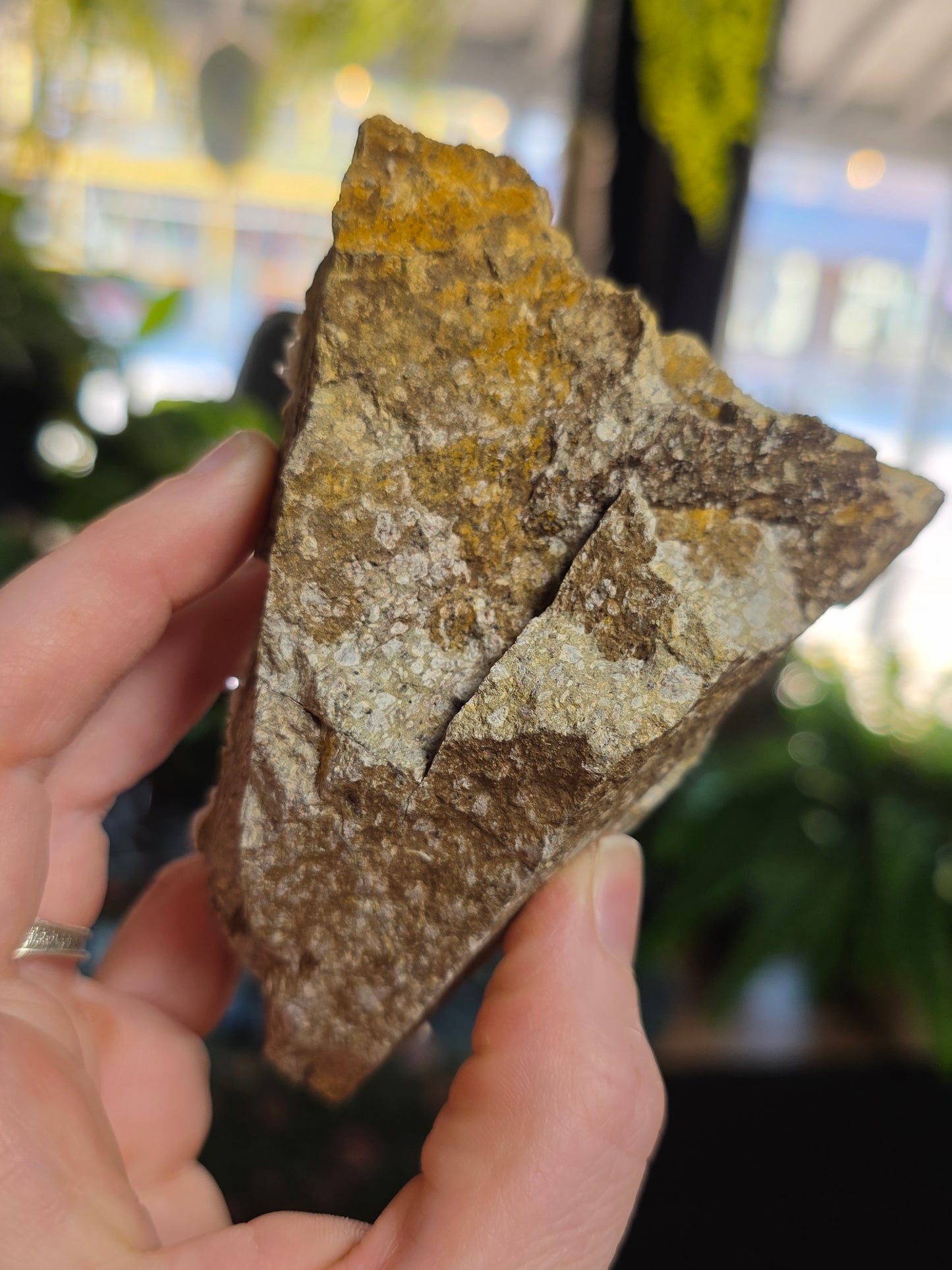 Vera Cruz Amethyst Cluster