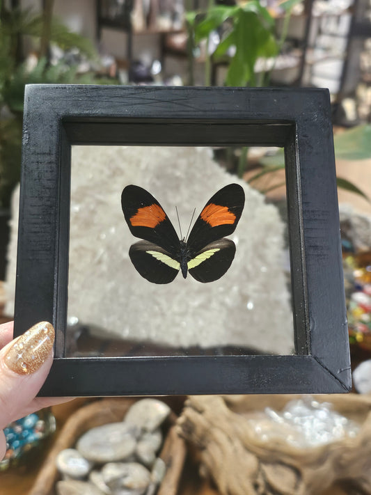 Framed Red Postman Butterfly