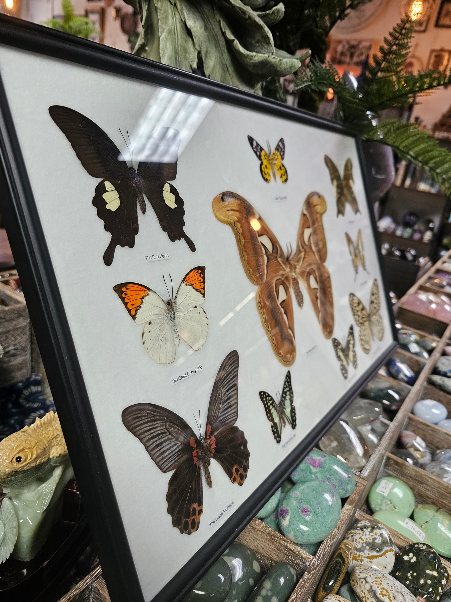 Framed Atlas Moth & Butterfly Variety