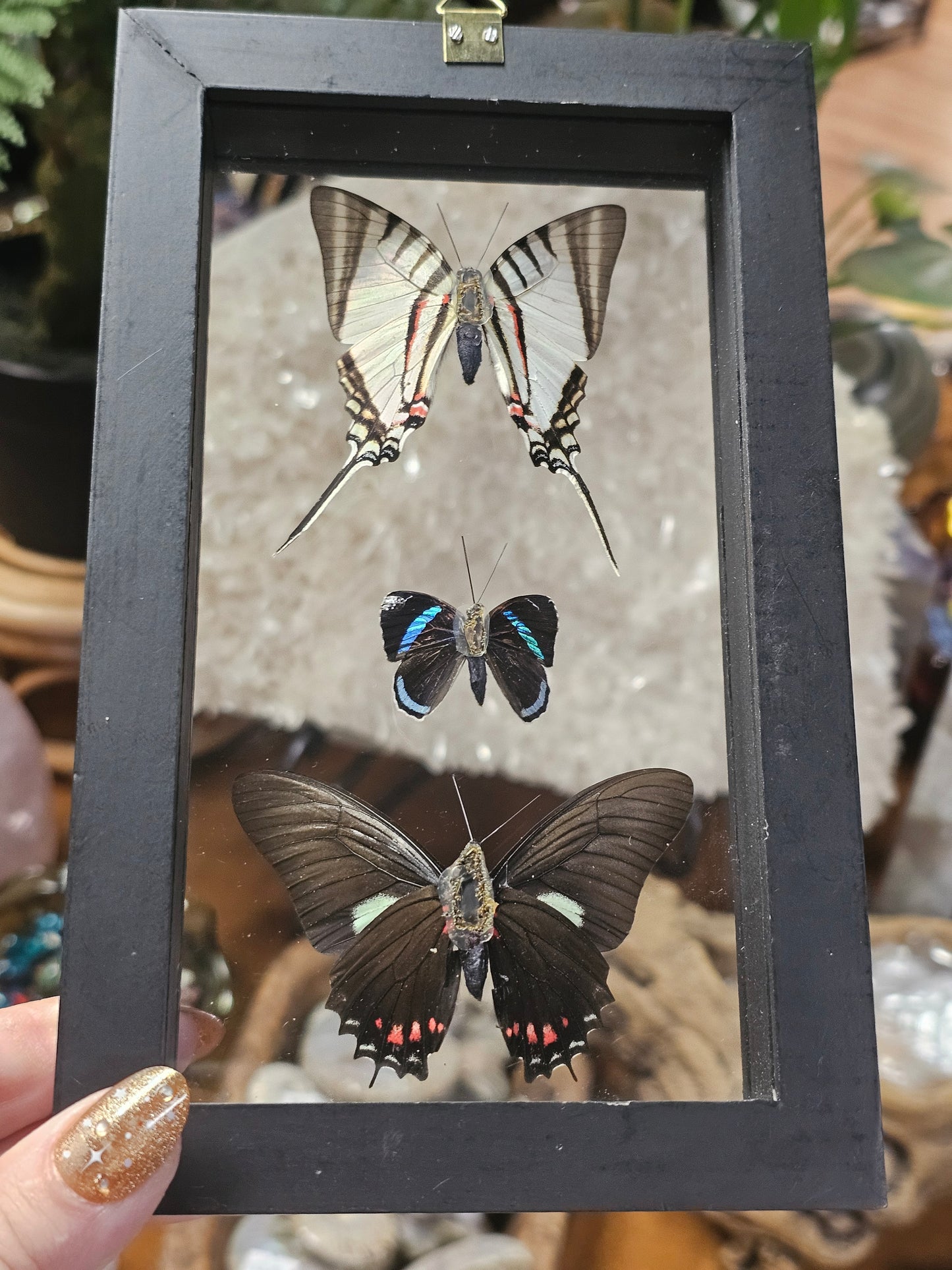 Framed Butterfly Variety