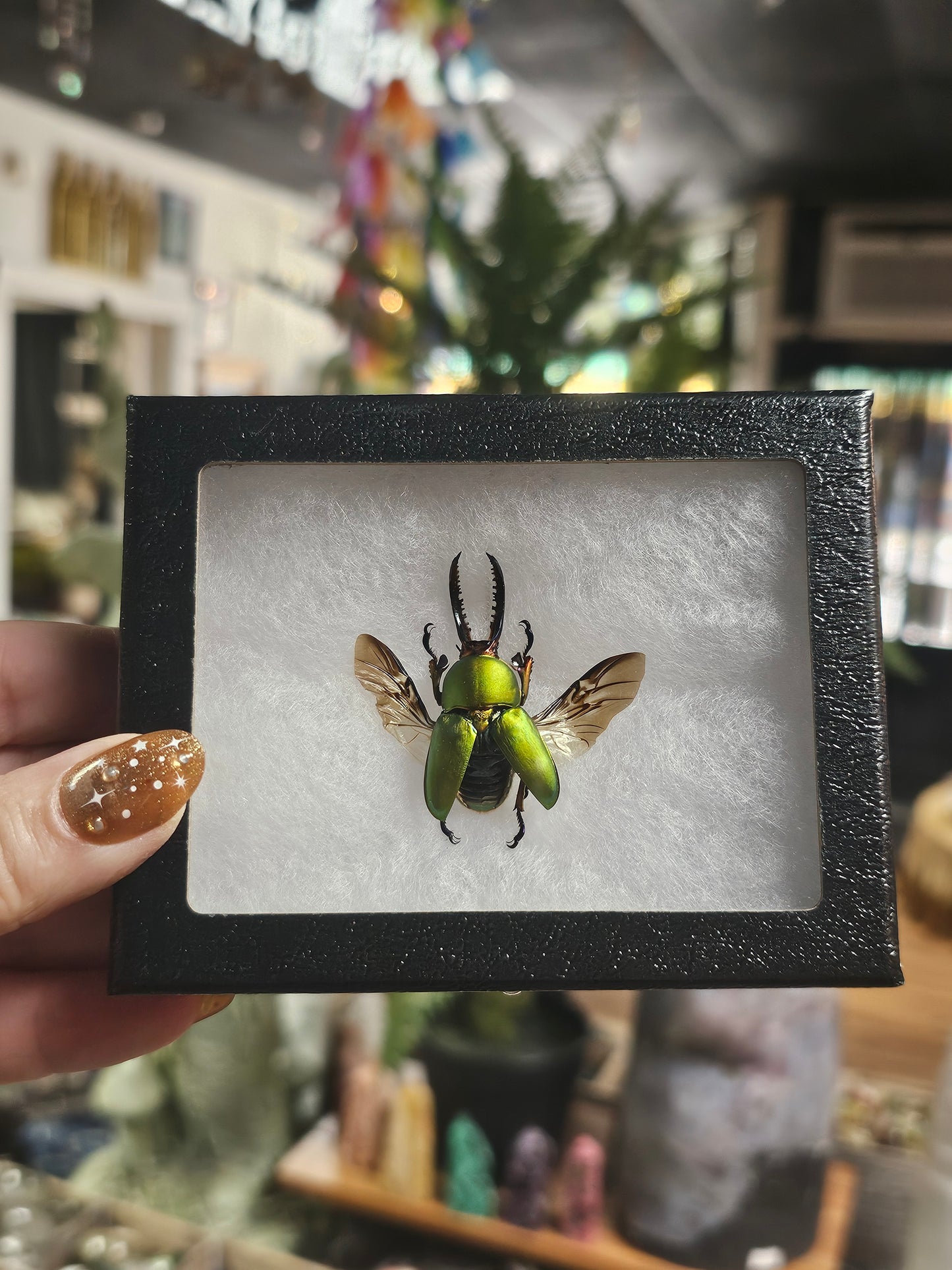 Framed Arfak Stag Beetle