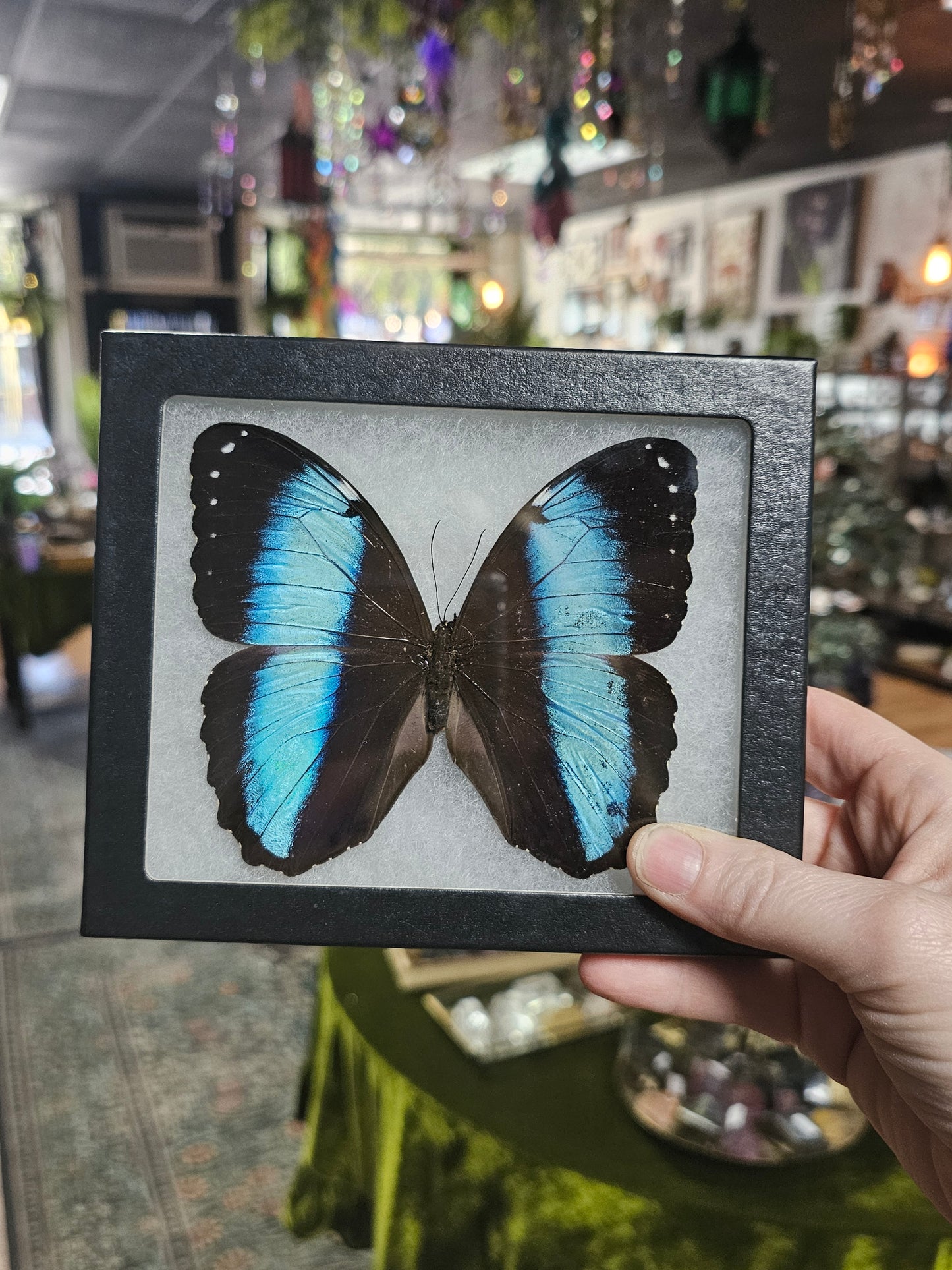 Striped Morpho Butterfly
