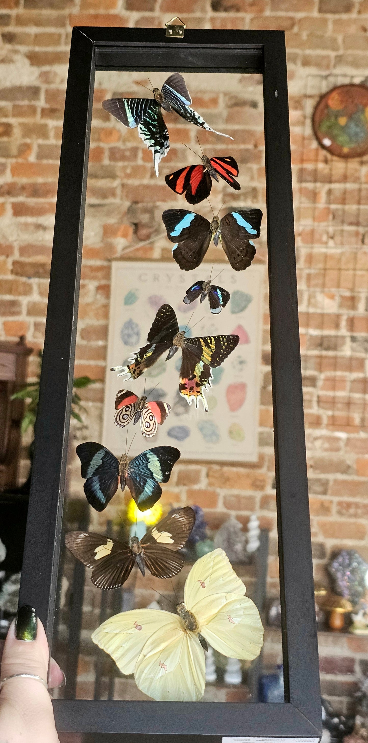 Framed Butterfly Variety
