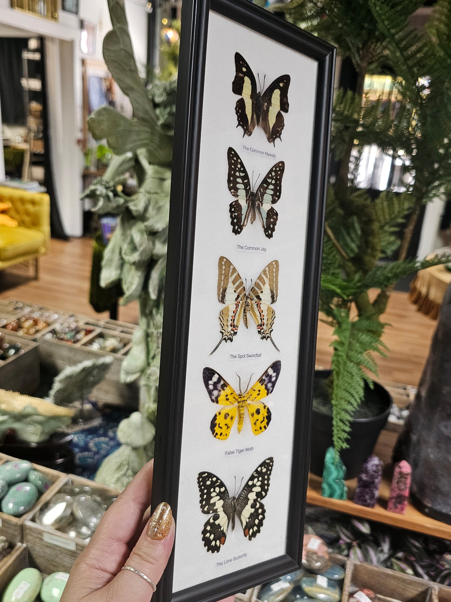 Framed Butterfly Variety