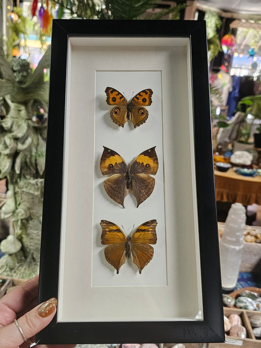 Framed Butterfly Variety