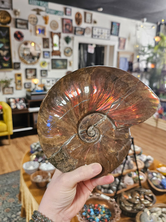 Irredescent Ammonite