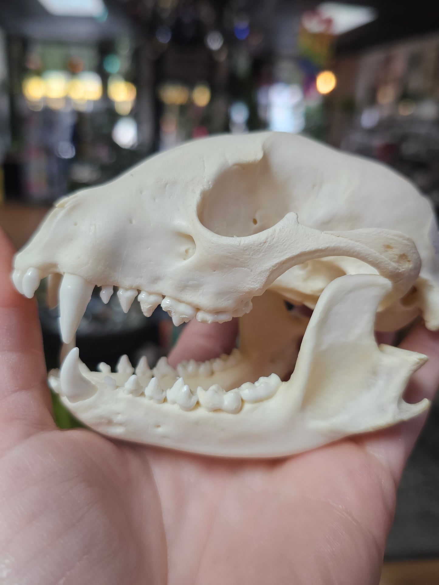 Raccoon Skull Specimen