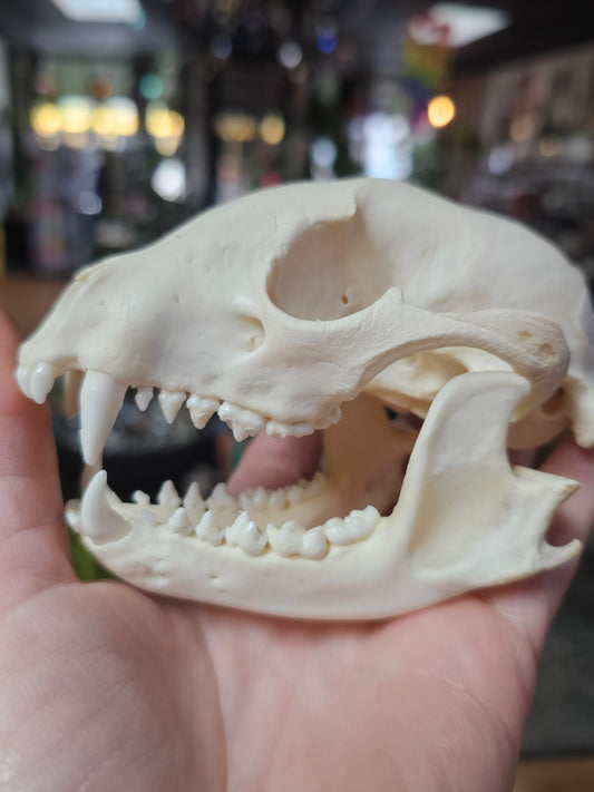 Raccoon Skull Specimen