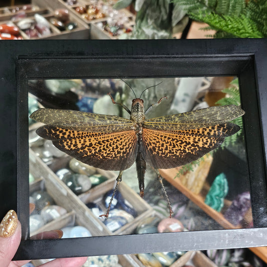 Framed Giant Red-winged Grasshopper