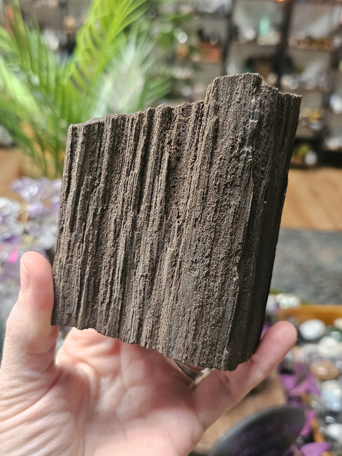 Permineralized Wood