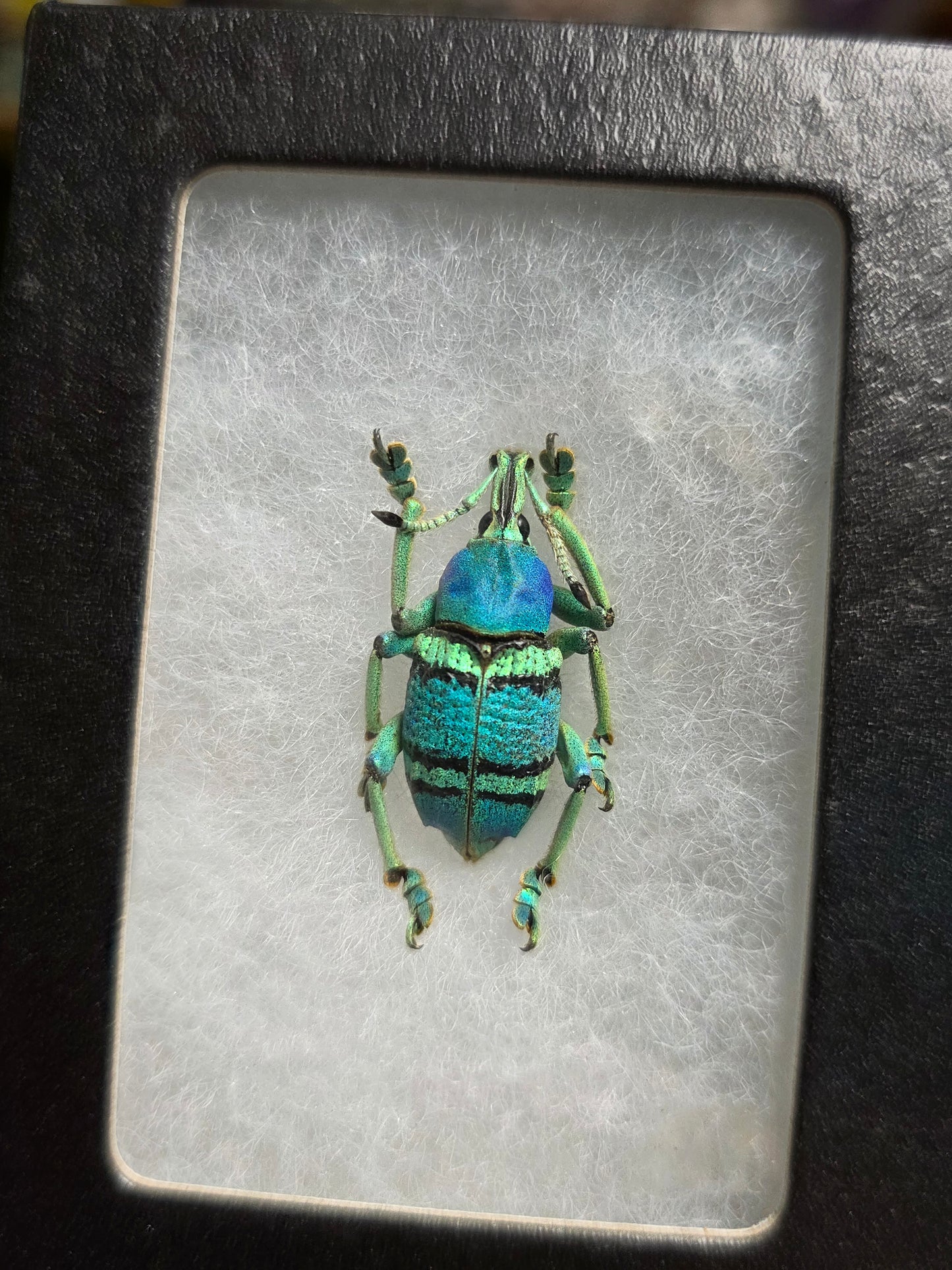 Blue Green Weevil Beetle