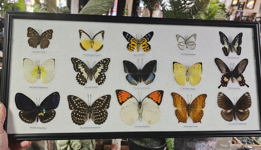 Framed Butterfly Variety