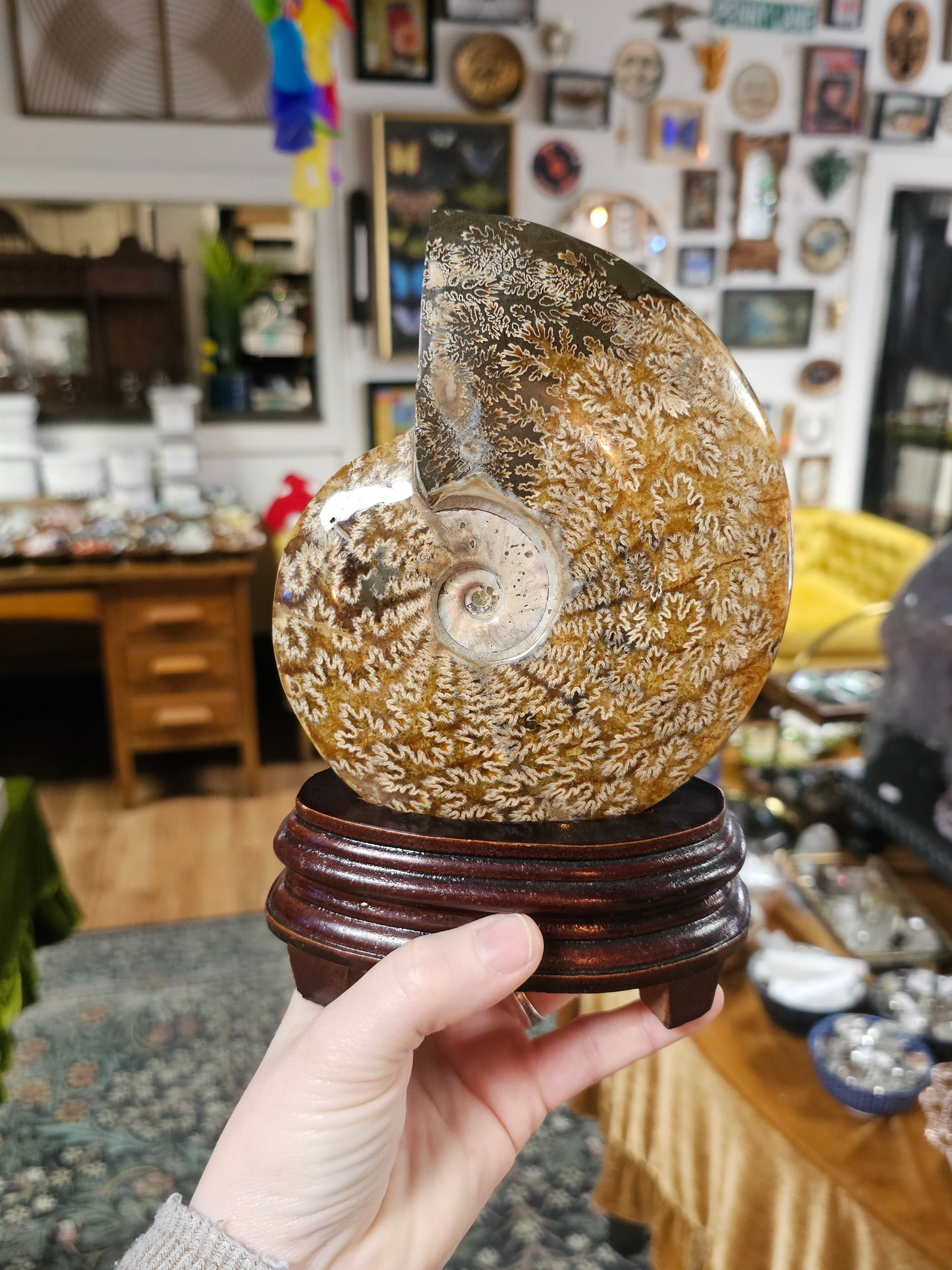 Ammonite