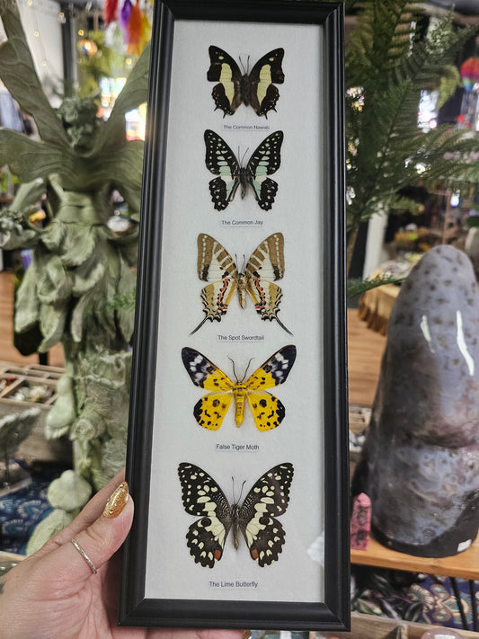 Framed Butterfly Variety