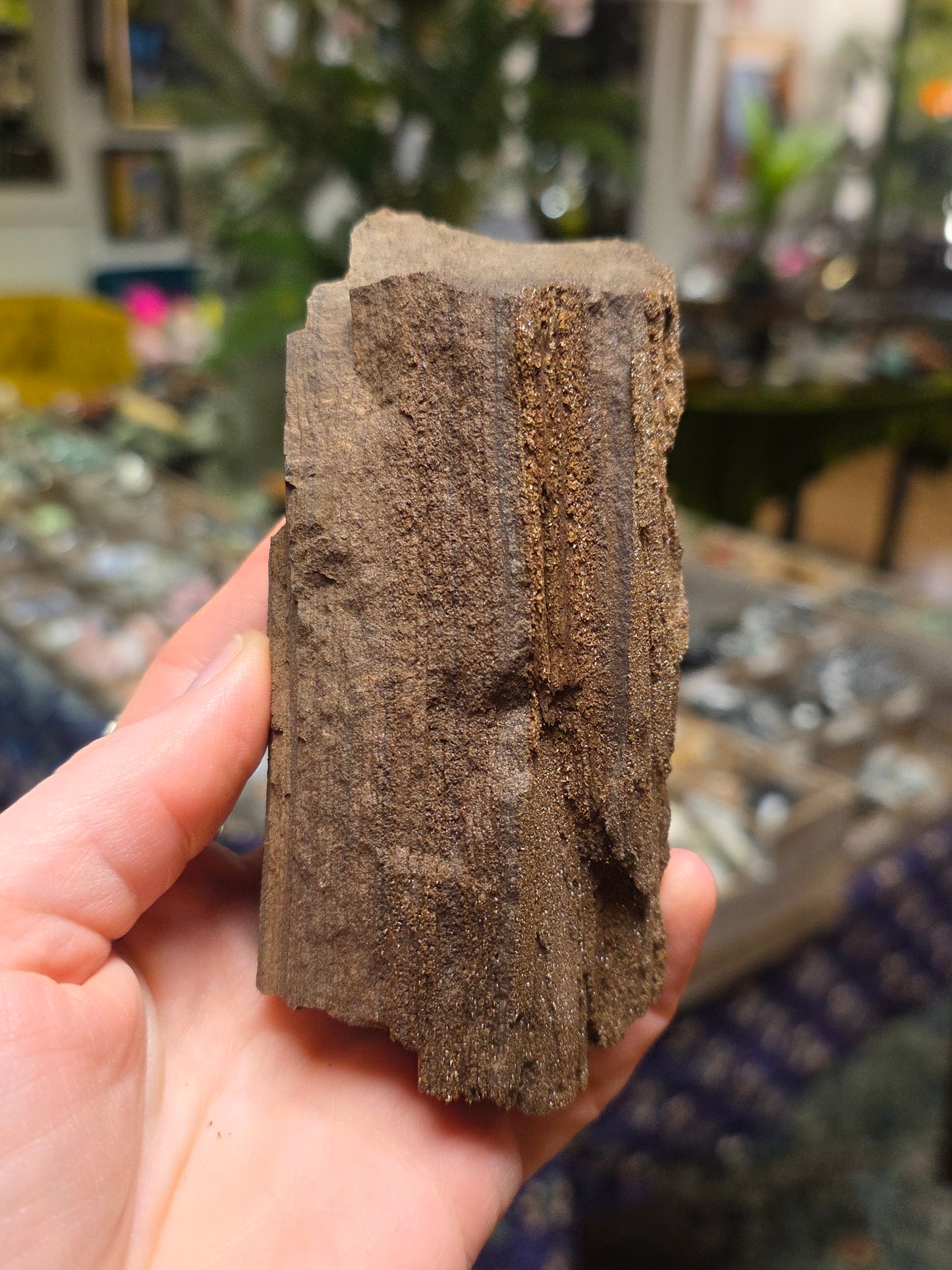 Permineralized Wood