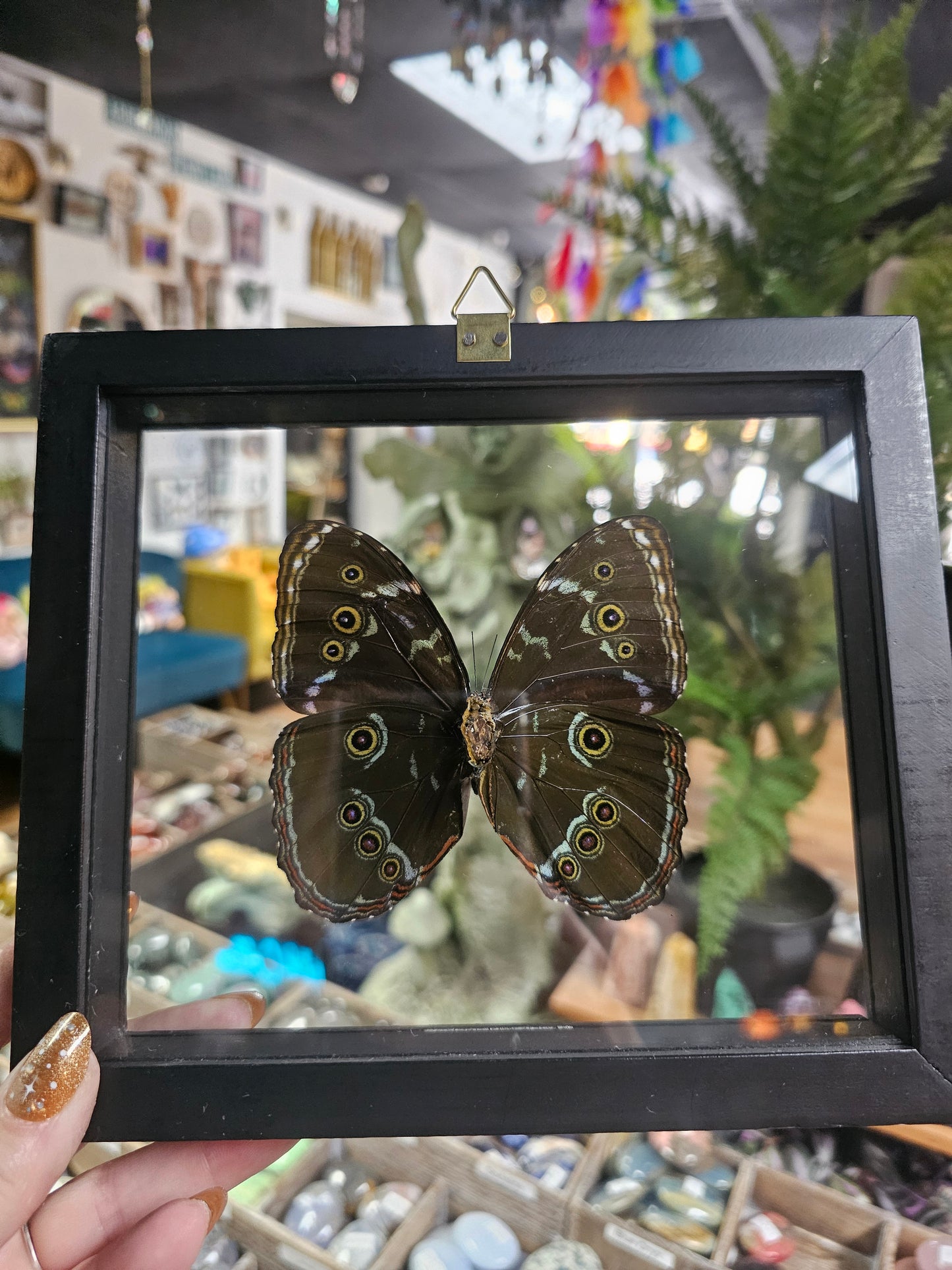 Framed Morpho Achile