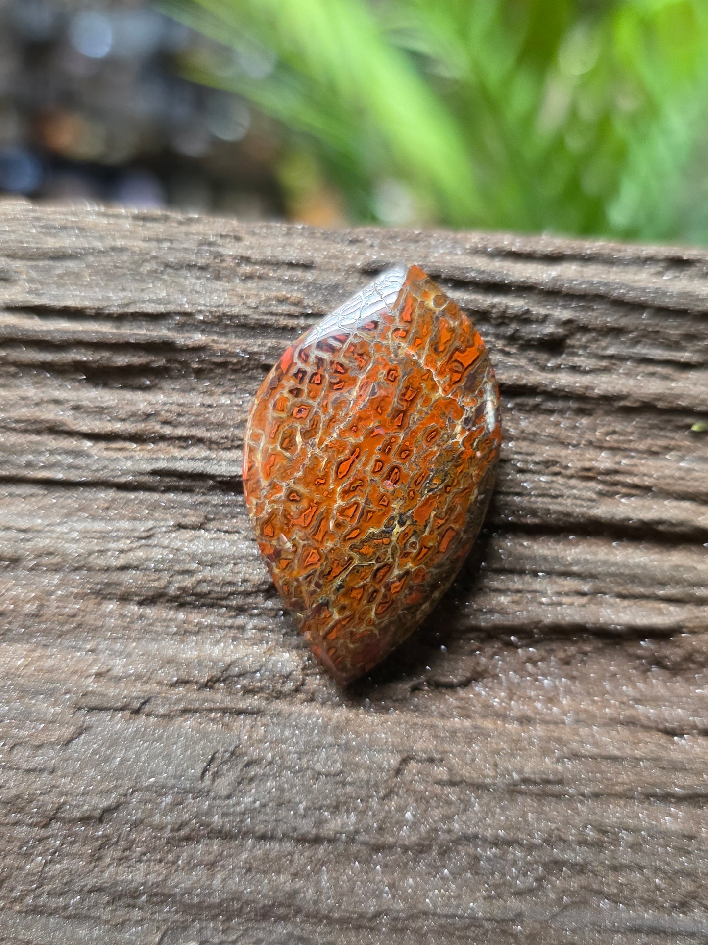 Genuine Dinosaur Gem Bone Cabochon