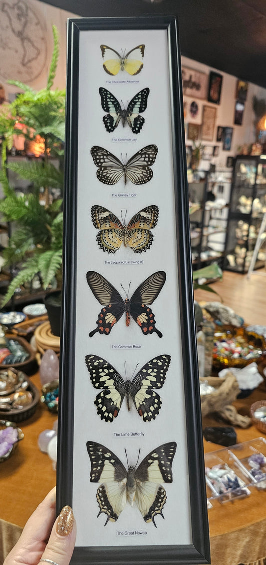 Framed Butterfly Variety
