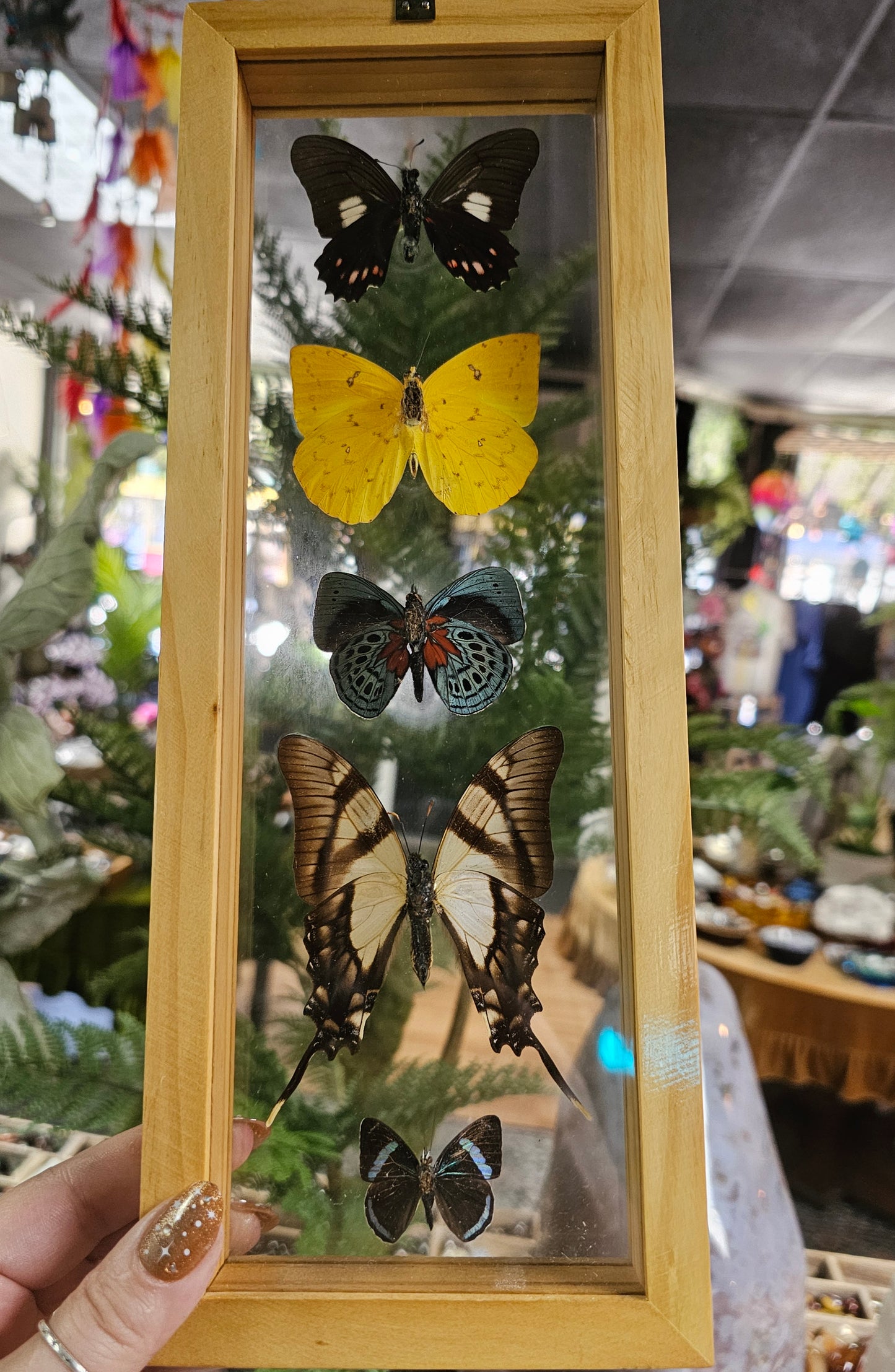 Framed Butterfly Variety