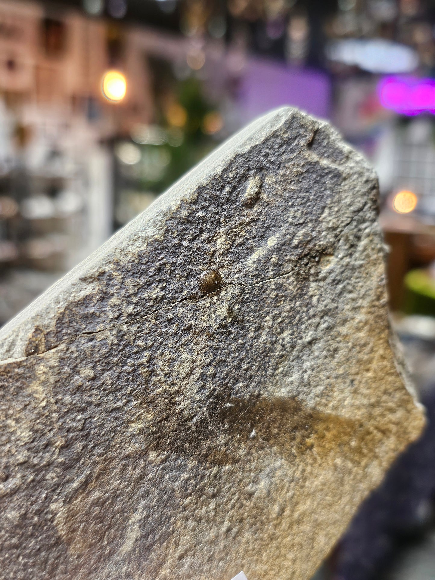 Starfish Fossil