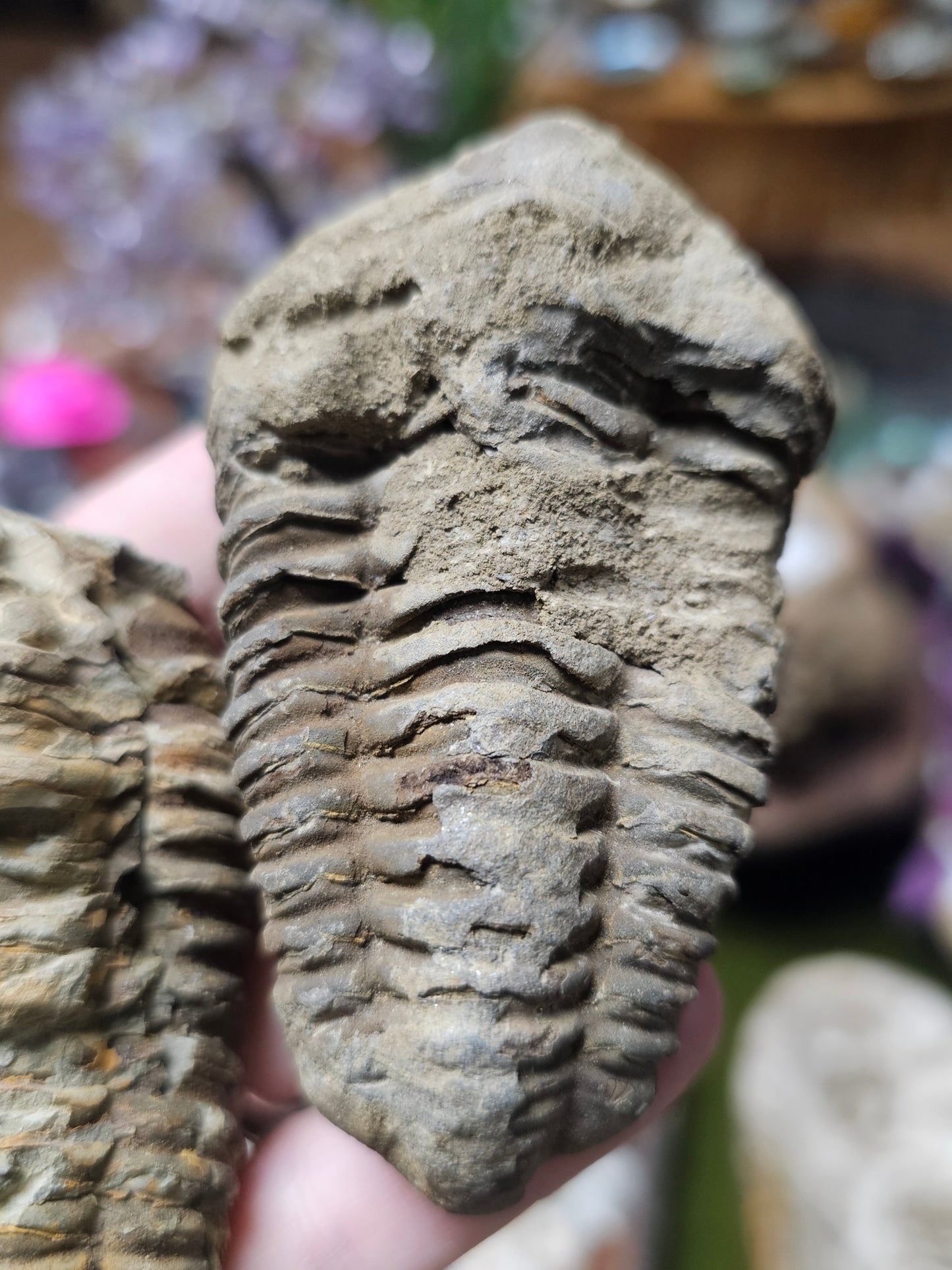 Trilobite Fossil
