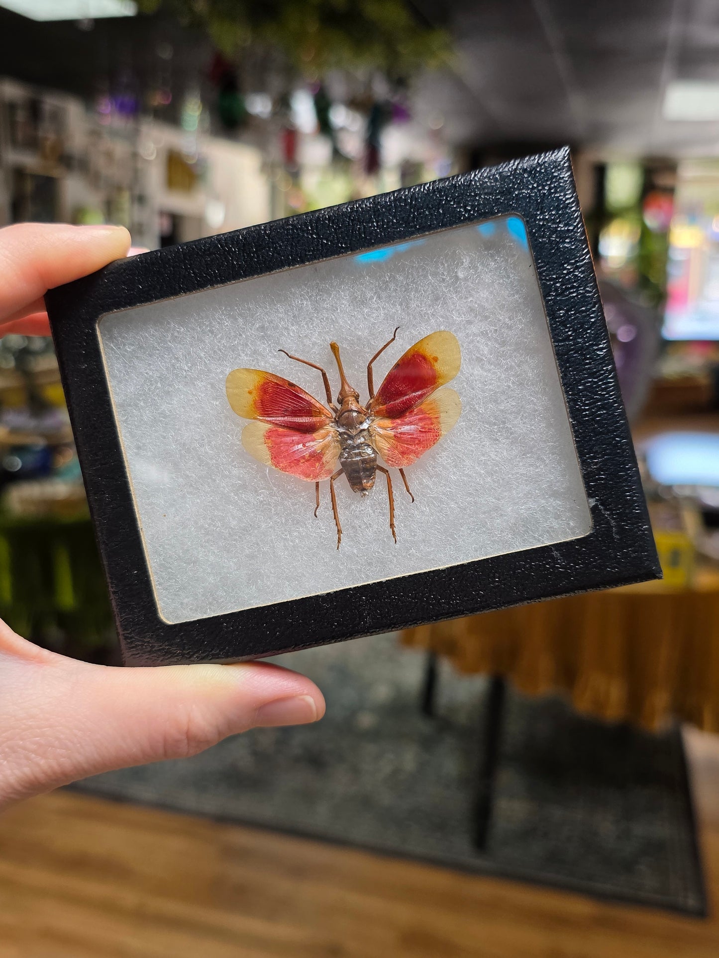 Blood Red Lantern Fly Specimen