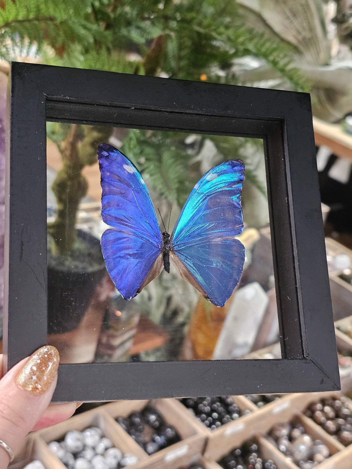 Frame Morpho Butterfly